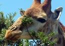 78134 Natur - Giraffe