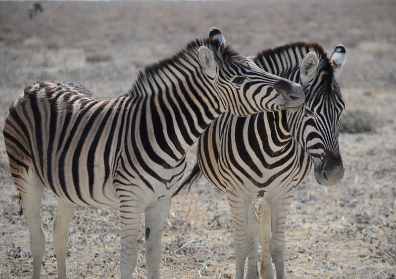 76811 Natur - Zebras