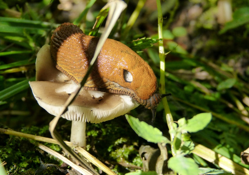 39231 Natur - Pilz