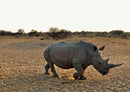 77204 Natur - Nashorn