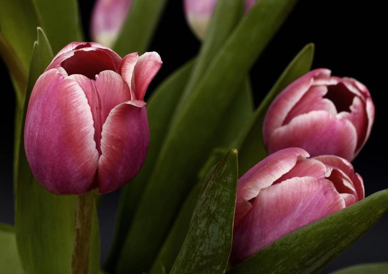 21500 Natur - Tulpen