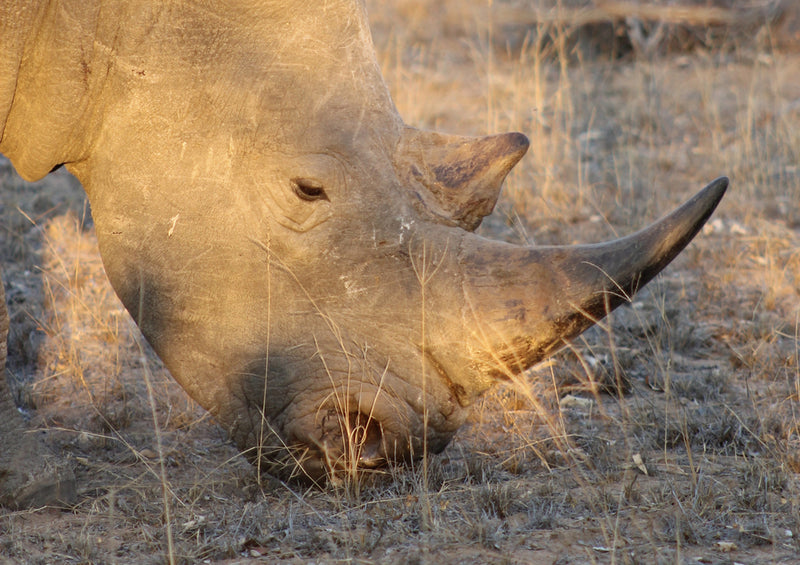 76257 Tierwelt - Nashorn