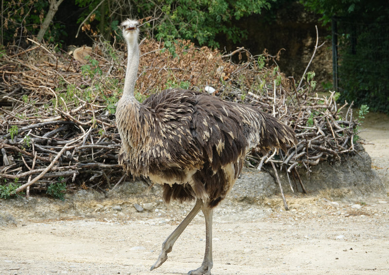 79877 Tierwelt - Strauß