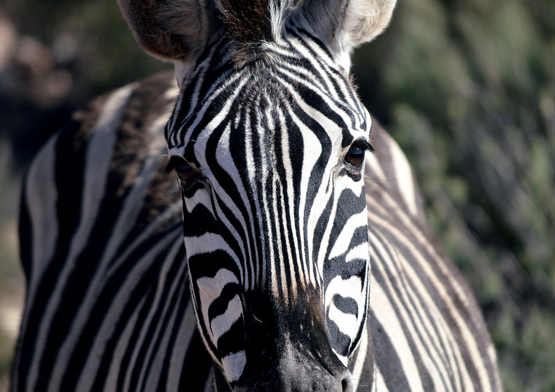 83338 Natur - Zebra