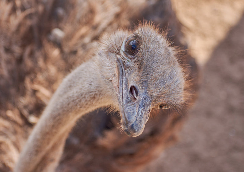 83657 Tierwelt - Strauß