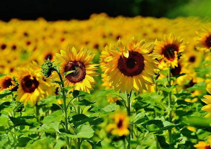 18663 Natur - Sonnenblume