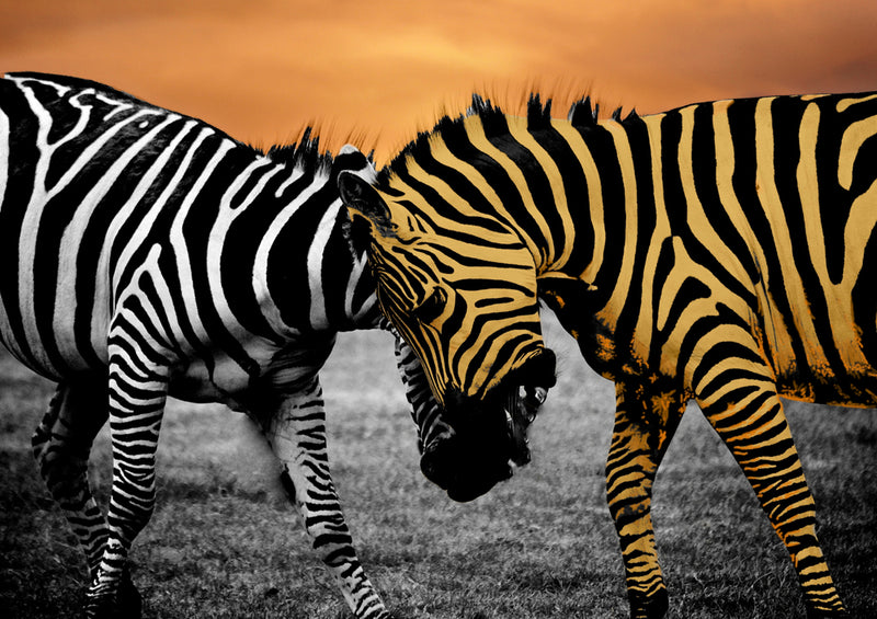 80438 Natur - Zebra