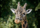 74312 Tierwelt - Giraffe