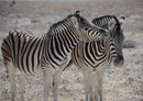 79265 Natur - Zebra