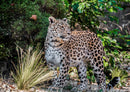77566 Natur - Leopard