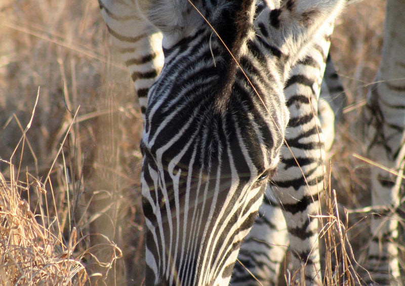 83572 Tierwelt - Zebra