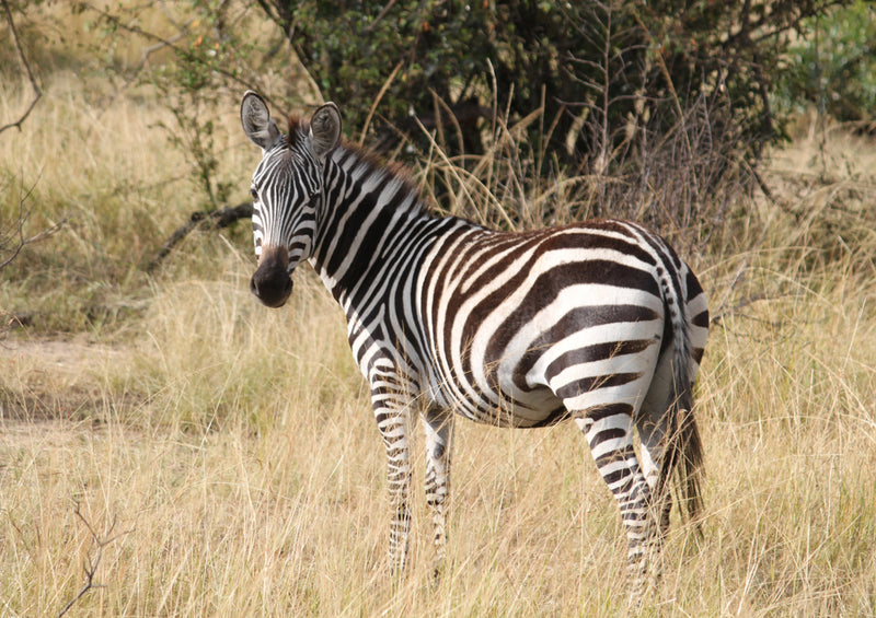 75658 Tierwelt - Zebra
