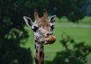 78721 Natur - Giraffe
