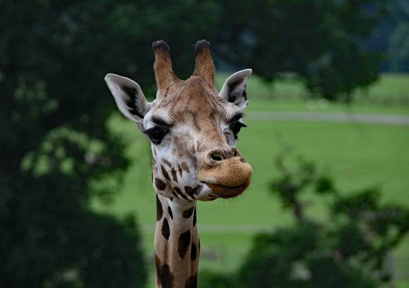 78721 Natur - Giraffe