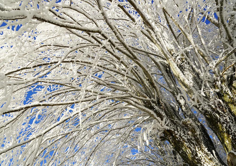 18511 Natur - Schnee-Baum