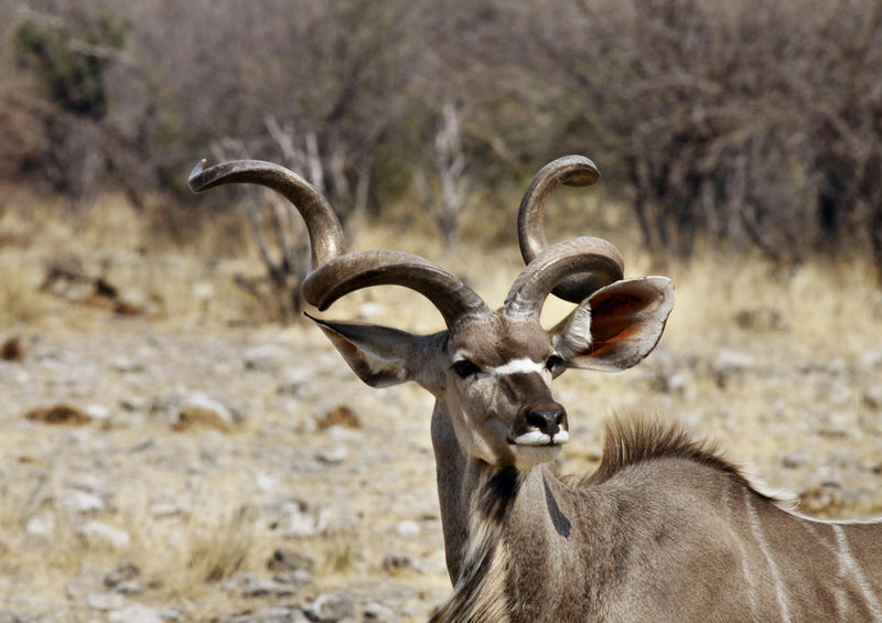 79743 Tierwelt - Kudu Bock