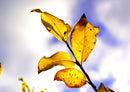 43554 Natur - Herbstlaub