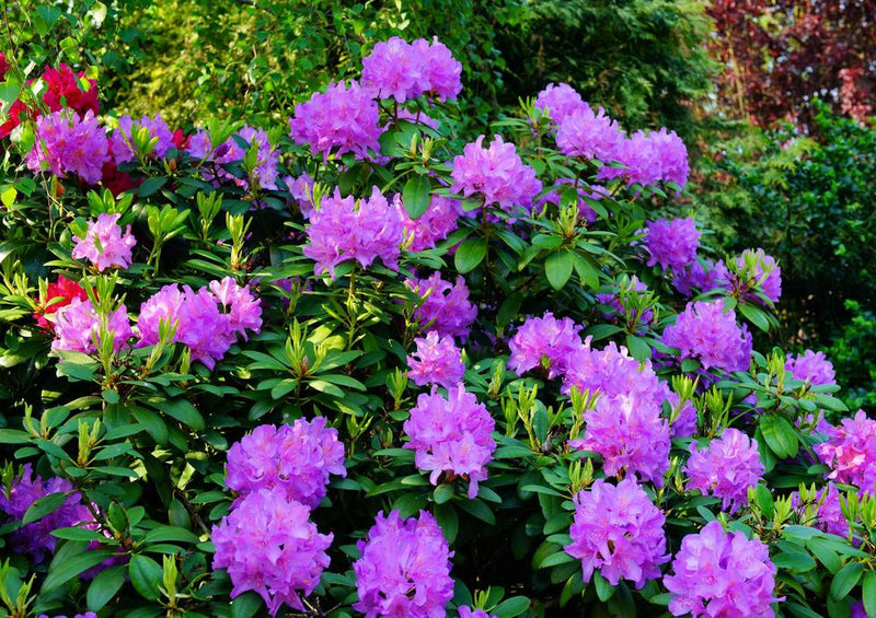 21736 Natur - Rhododendron