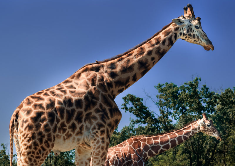 74371 Tierwelt - Giraffen