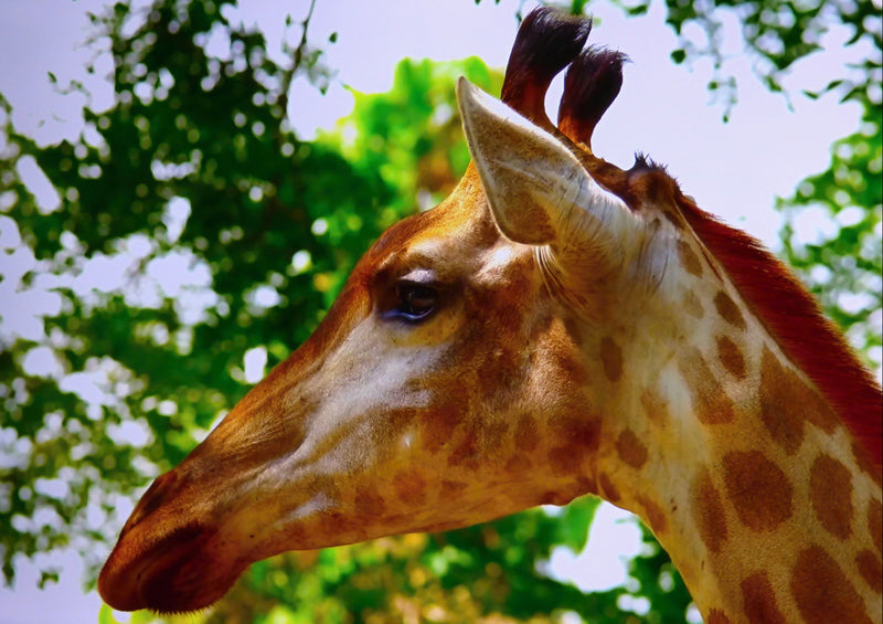 78901 Natur - Giraffe