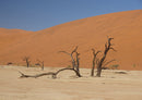 83148 Natur - Deadvlei