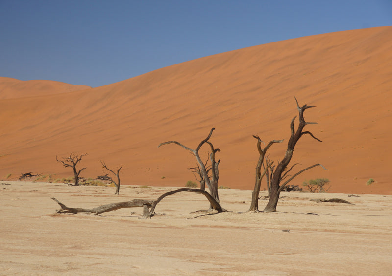 83148 Natur - Deadvlei