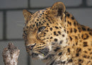 17553 Tierwelt - Leopard