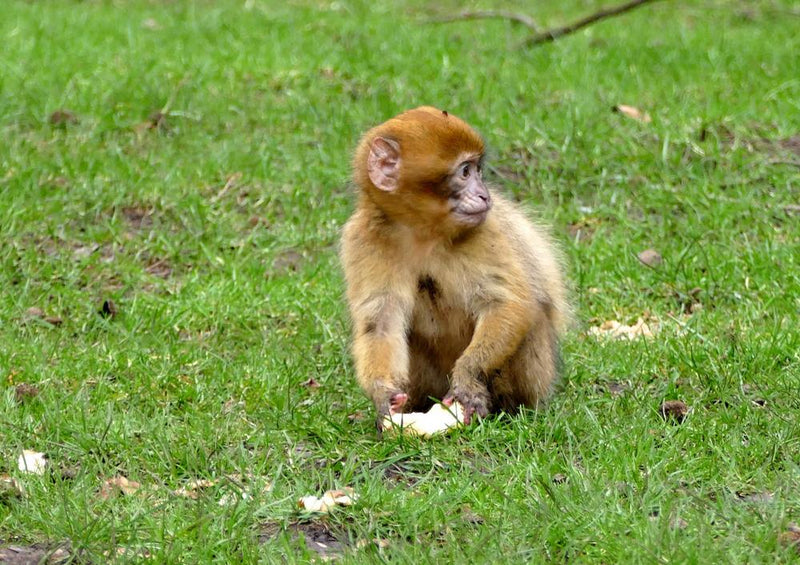 20032 Tierwelt - Affe auf Wiese