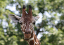 78169 Natur - Giraffe