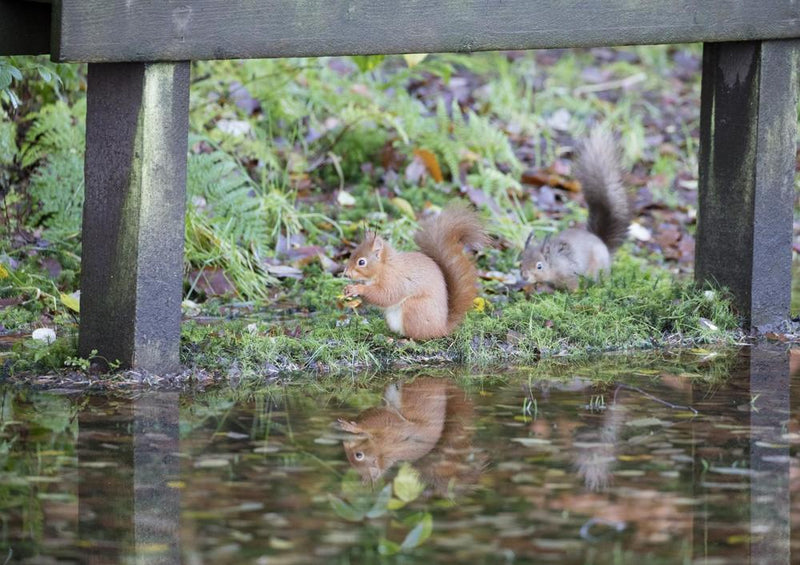 23550 Tierwelt - Nager am Fluss