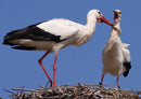 24414 Tierwelt - Storch im Nest