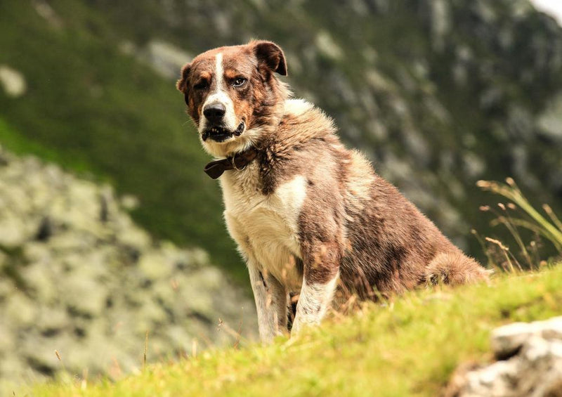31433 Tierwelt - Hund in den Bergen