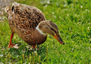 16829 Tierwelt - Ente auf Wiese
