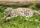 70669 Tierwelt - Leopard