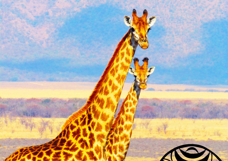 75092 Tierwelt - Giraffen