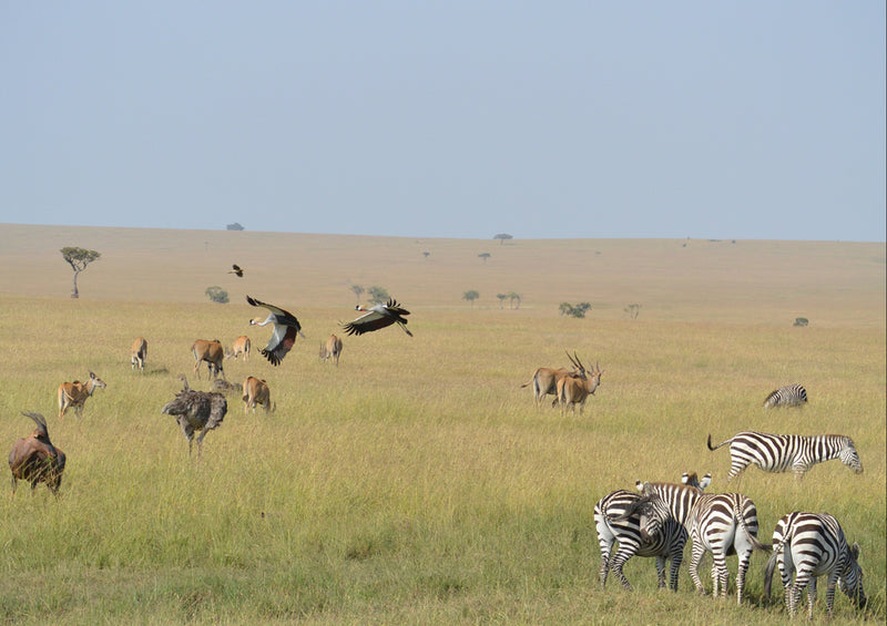 80244 Natur - Afrika