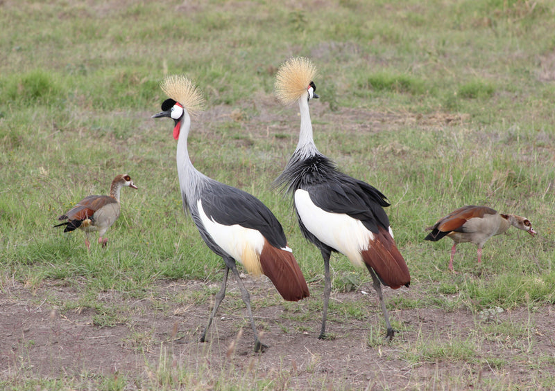 78627 Natur - Afrika