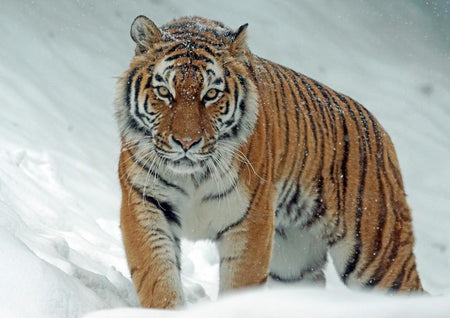 17111 Tierwelt - Tiger im Schnee