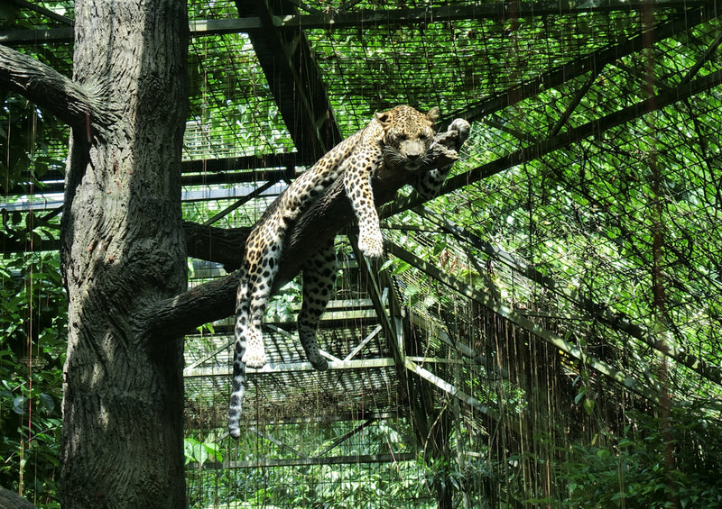 77186 Tierwelt - Leopard