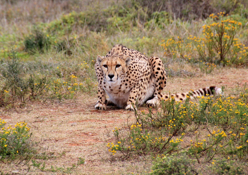 79249 Natur - Gepard