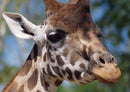 78057 Natur - Giraffe