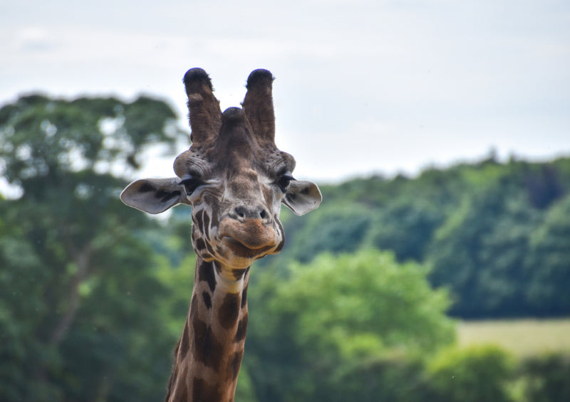 78692 Natur - Giraffe