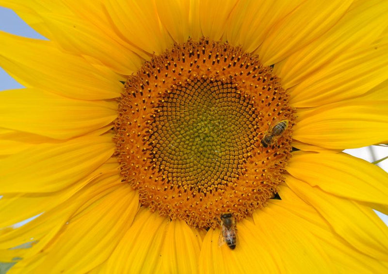 17191 Natur - Sonnenblume