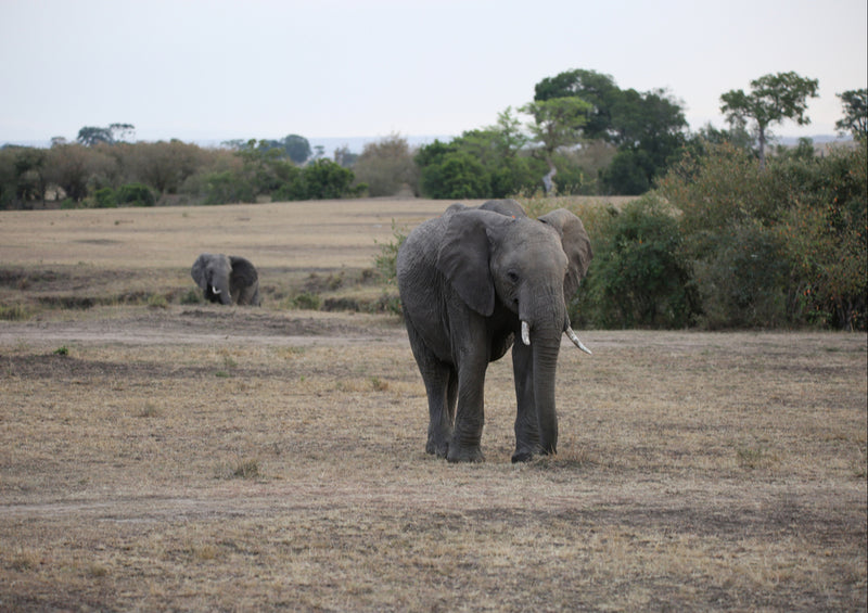 87229 Tierwelt - Elefant