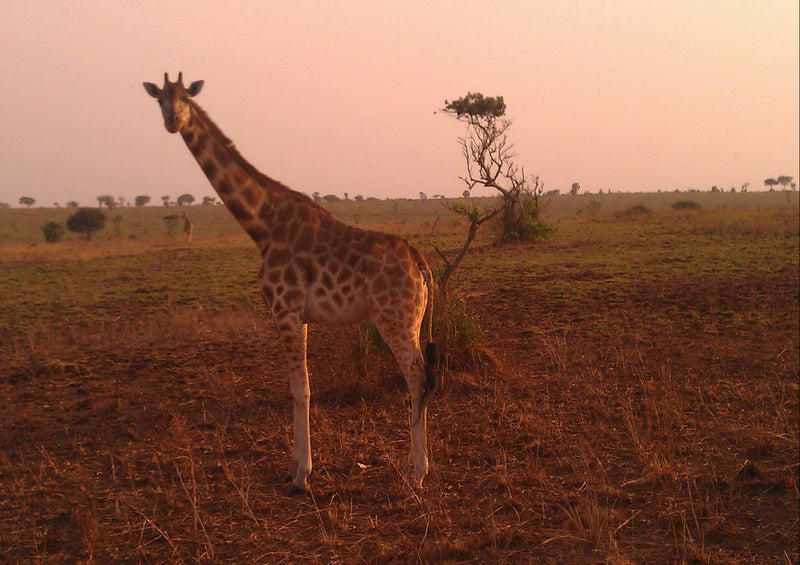 74971 Natur - Giraffe