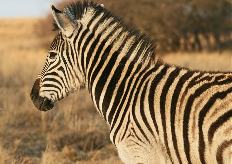 83749 Tierwelt - Zebra