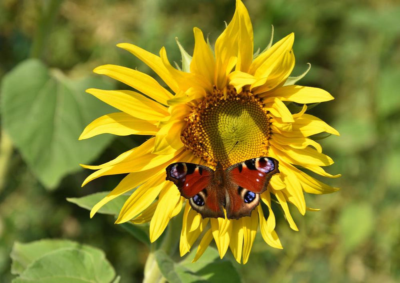 18614 Tierwelt - Schmetterling