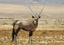 71153 Natur - Antilope