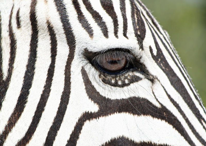 79824 Tierwelt - Zebra