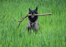 36079 Tierwelt - Hund